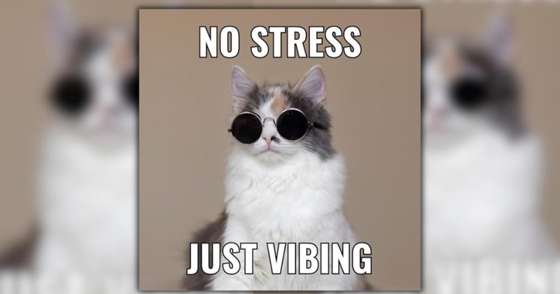 A Furry Feline Collection of 27 Cute Cat Comedy Memes For Purry Pawsitivity