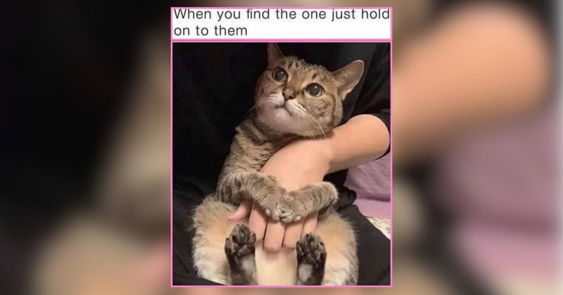 'I miss you' pet memes for when you're at work without your boo