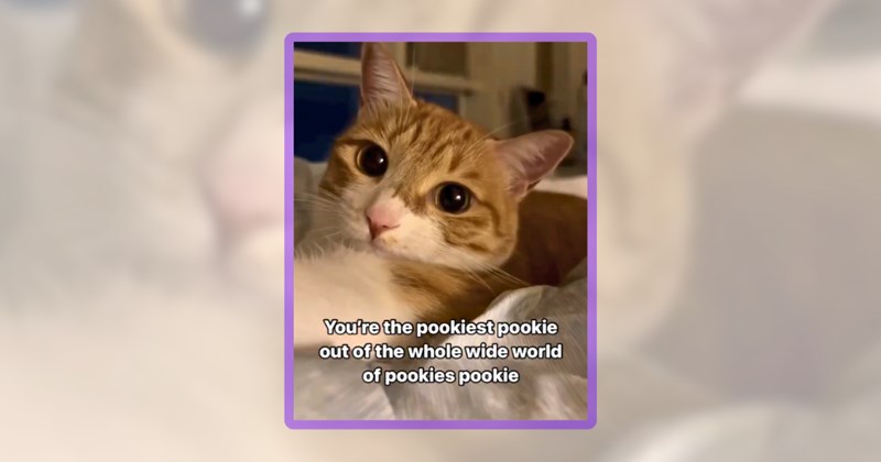 23 cat memes | thumbnail includes one meme including 'You're the pookiest pookie out of the whole wide world of pookies pookie'