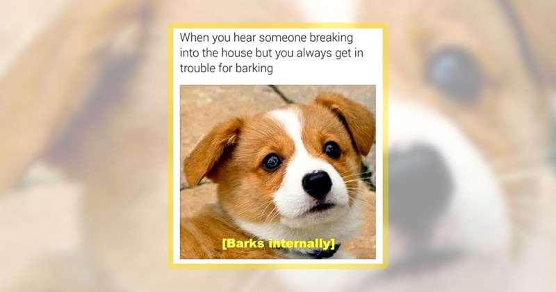 44 dog memes | thumbnail includes one meme including 'When you hear someone breaking into the house but you always get in trouble for barking [Barks internally]'