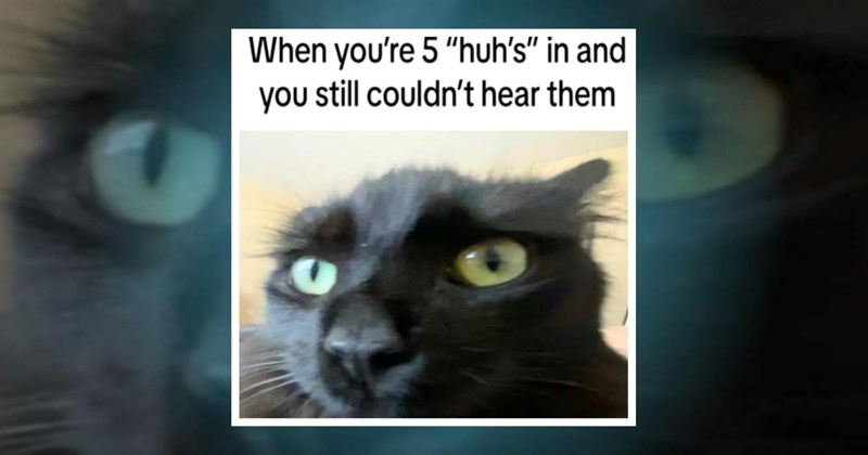 cat memes cute kittens