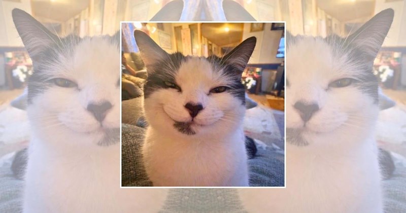 wholesome cats adorable cats cat pictures cute cats funny cats Cats Cats - 45523973