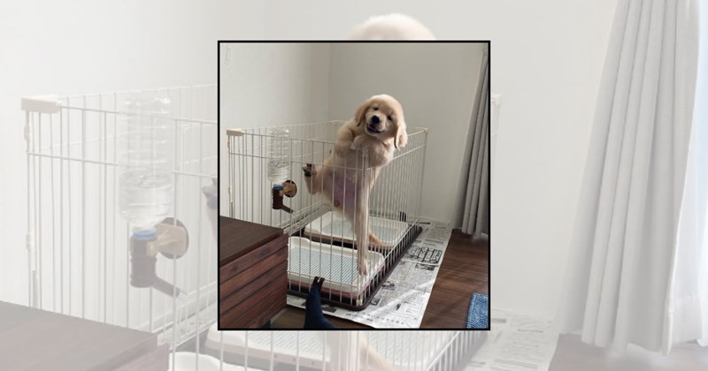 cute dogs puppies happy puppy cute puppies Doggos - 45524997