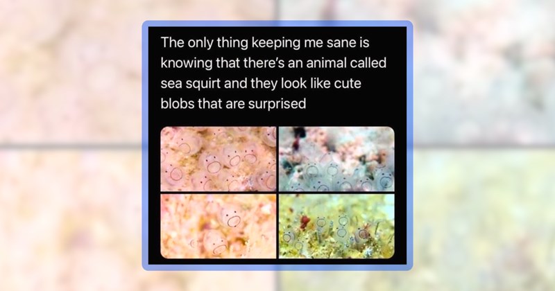35 animal memes | thumbnail includes one meme including 'The only thing keeping me sane is knowing that there's an animal called sea squirt and they look like cute blobs that are surprised'