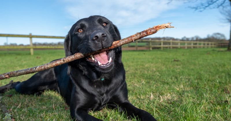 Couple worries their dog will miss having a big yard after moving to a small apartment, internet reassures them: 'Dogs would choose their owners over a yard every time'