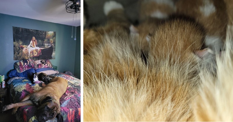 Story of a dog owner finding a mama cat and her kittens underneath her bed | Thumbnail includes one picture of three dogs and one picture of unidentified orange fur