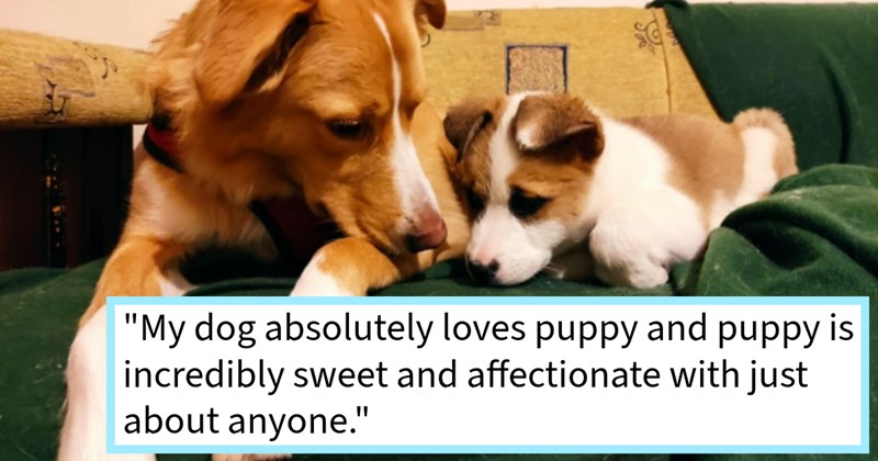 Stray puppy discovered crying outside dog lover’s fence poor condition saved after being adopted by new pawrent canine sibling, dog mom says: ‘When see him my dog together my heart grows three sizes.’ | thumbnail includes one image which shows a brown and white dog lying on couch next to white and brown puppy ‘“My dog absoluterly loves puppy and puppy is incredibly sweet and affectionate with just about anyone.”’