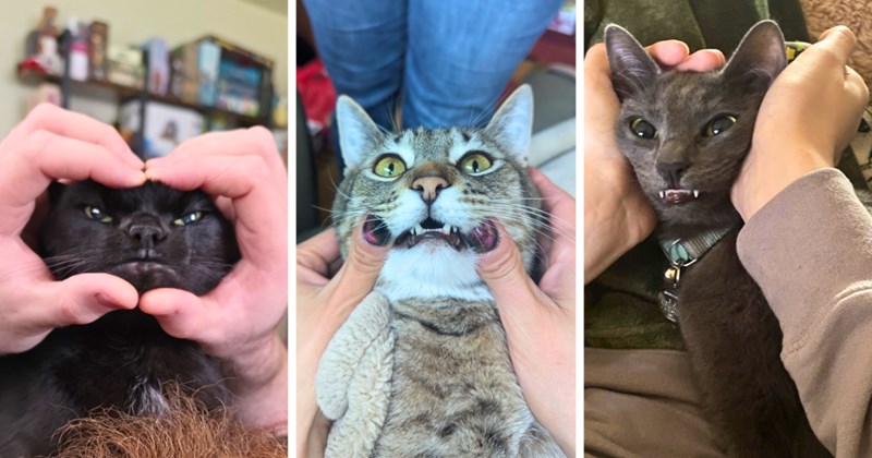 33 cat pictures | thumbnail includes three pictures of cats