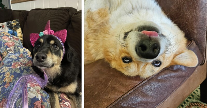 23 Funny Pupper Pics Awwfternoon Soul Soothing Session | thumbnail includes two images one image shows a black and cream dog wearing red unicorn headband lying on couch, the other image shows a golden dog lying on its back with tongue out on couch