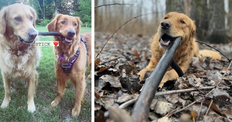 21 Good Golden Retrievers Proudly Presenting Sacred Sticks | thumbnail includes two images one image shows two golden retrievers holding a stick in their mouths at either end in park ‘STICK’, the other image shows a golden retriever chewing on a long stick on the floor in forest