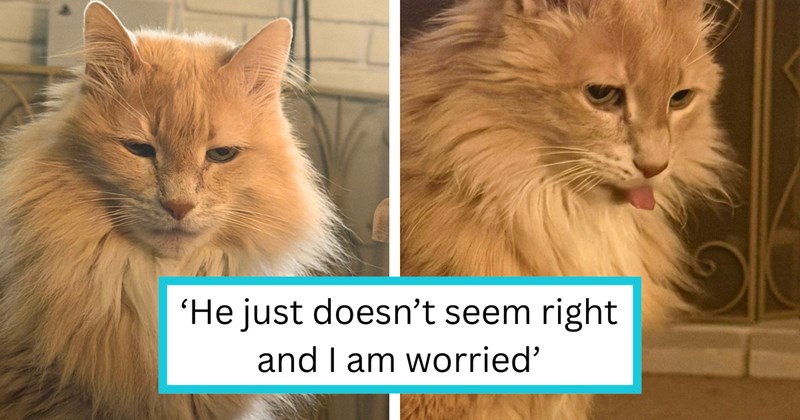 Story of cat mom realizing that her cat is deaf, not autistic | Thumbnail includes two pictures of a long hair orange cat, and one picture of text including '‘He just doesn’t seem right and I am worried’'