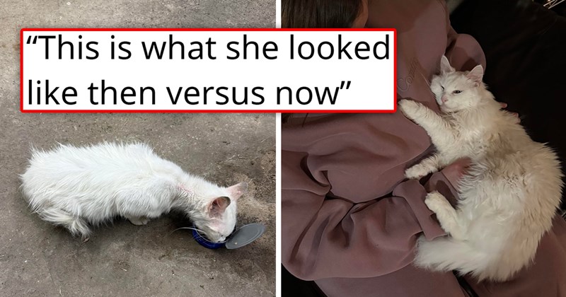 story about someone adopting a cat and helping it transform | thumbnail includes two pictures including a scraggly white cat eating from a can and a fluffy white cat lying on someone 'This is what she looked like then versus now'