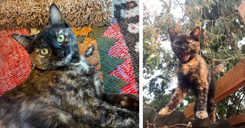 'From native plant gardener to house cat': Wild tortie found atop wood pile in yard, woman adopts her despite husband's allergies