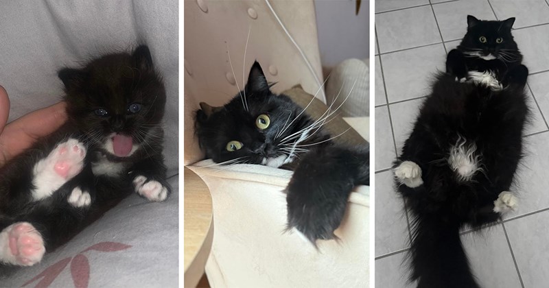 cute and funny pictures of a tuxedo cat | thumbnail included three pictures inclding a tuxedo kitten with its tongue out and a tuxedo cat with its belly up and a tuxedo cat making a hilarious face