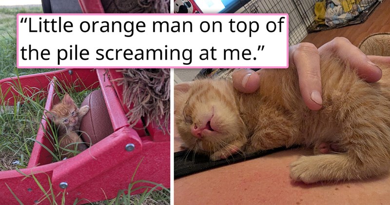 story about an orange kitten getting adopted right before a big storm | thumbnail includes two pictures including an orange kitten outside and a ginger kitten sleeping on someone's chest 'Little orange man on top of the pile screaming at me'