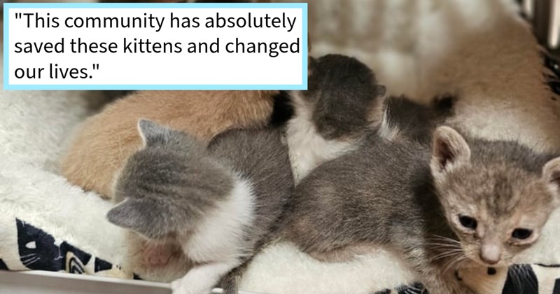 12 soaked kittens found dumped on cat loving couple’s property get loving foster homes thanks to rescuers online community who wouldn’t give up on feral fur babies, cat lover says: ‘All kittens are alive well with fosters!’ | thumbnail includes one image which shows five kittens of various colors huddled together in a cat bed ‘“This community has absolutely saved these kittens and changed our lives.”’