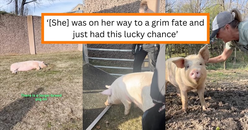 Story and video of pig rescue from live auction | Thumbnail includes one picture of a pig outside including 'There is a large-breed pig on', one picture of a pig being loaded into a truck, one picture of a pig smiling with a sanctuary worker, and one picture of text including '‘[She] was on her way to a grim fate and just had this lucky chance’'