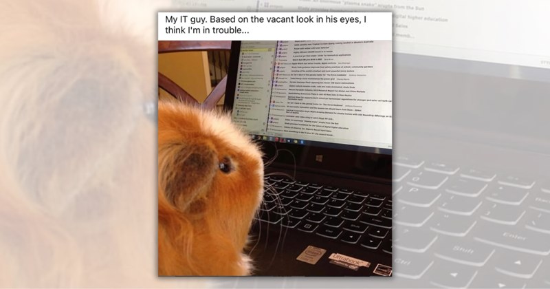 20 wholesome animal memes | Thumbnail includes one meme including 'My IT guy. Based on the vacant look in his eyes, I think I'm in trouble... Tropical Cyclone Quang making landfall in Western Australia LECTRIC ST 10 Cons The NASA at Pulsar with widest orbit ever detected Highly efficient CRISPR Anack in in mouse A practical pel that simply clicks for biomedical applications Watch Audi RS give Birth to R3 Ch Apple Watch has tattoo trouble, Apple confirms De Study finds guidance improves'
