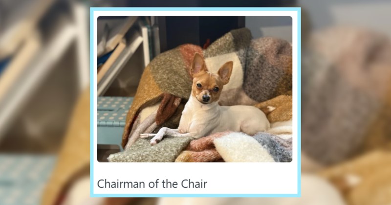 23 Pawfessional Pupper Profile Pics, Meet Dogs Who’re Coming for your Job before AI | thumbnail includes one image which shows a white and brown chihuahua lying on a chair ‘Chairman of the Chair’