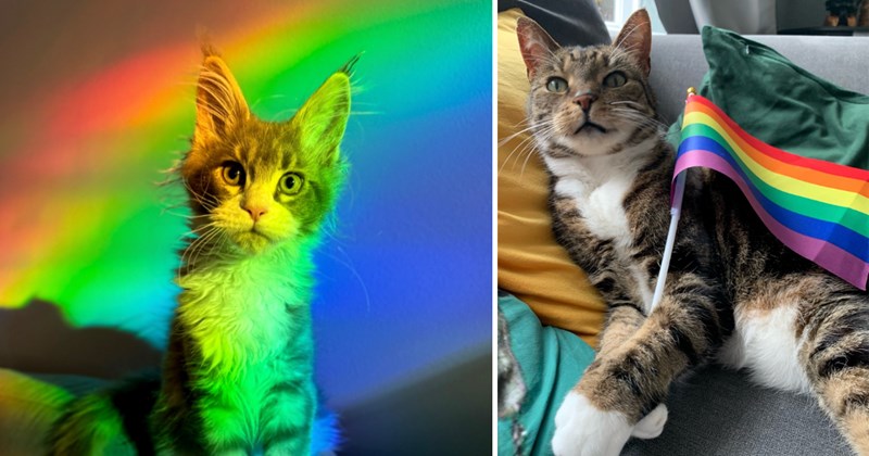 30 cat pictures | thumbnail includes two pictures of cats 