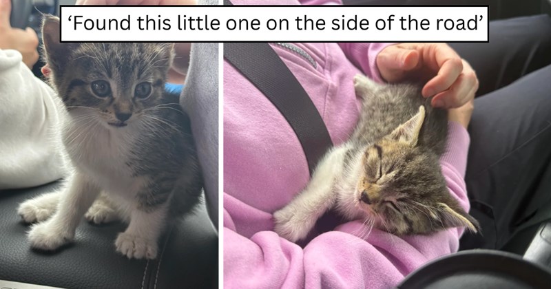22 pictures of cats and text | thumbnail includes two pictures of cats and one picture of text including '‘Found this little one on the side of the road’' 