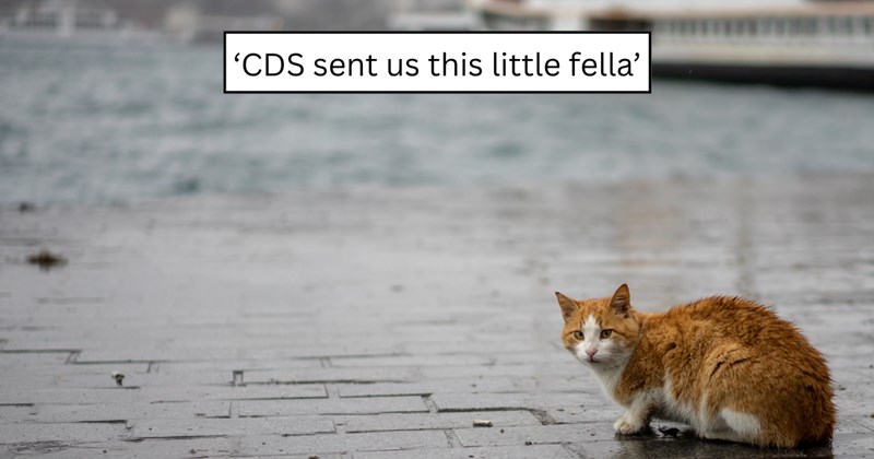 3 pictures of cats | thumbnail includes and one picture of text including ''CDS sent us this little fella’' 
