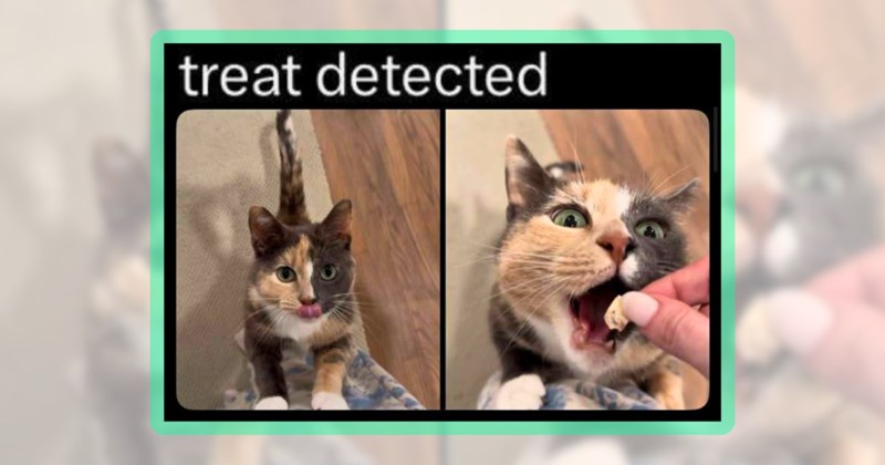 22 cat memes | thumbnail includes one meme including 'treat detected'