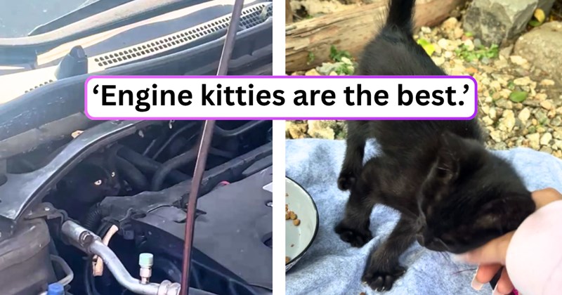 33 text pictures, 7 cat pictures | thumbnail includes two pictures of a cat, and ‘Engine kitties are the best.’