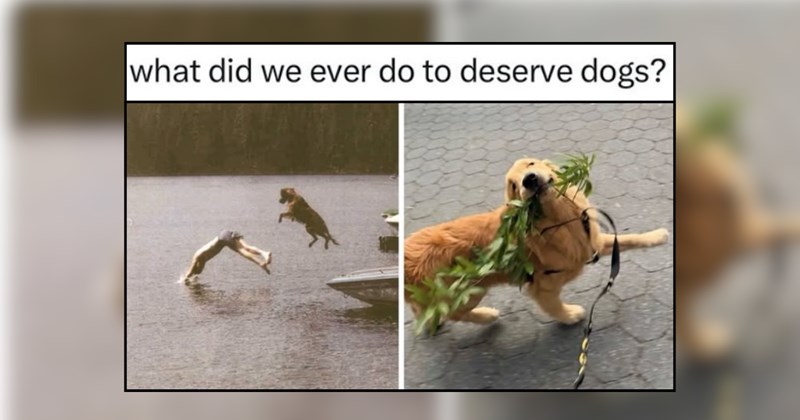 Pompous Puppers Playing For Perfect Doggo Pawrents 