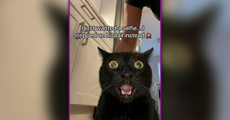 funny and wholesome cat memes | thumbnail includes one meme of a shocked black cat 'I just wanted a selfie... I stepped on his tail instead'