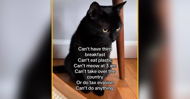 funny and wholesome cat memes | thumbnail includes one meme of a black cat 'Can't have third breakfast Can't eat plastic Can't meow at 3 am Can't take over the country Or do tax evasion Can't do anything'
