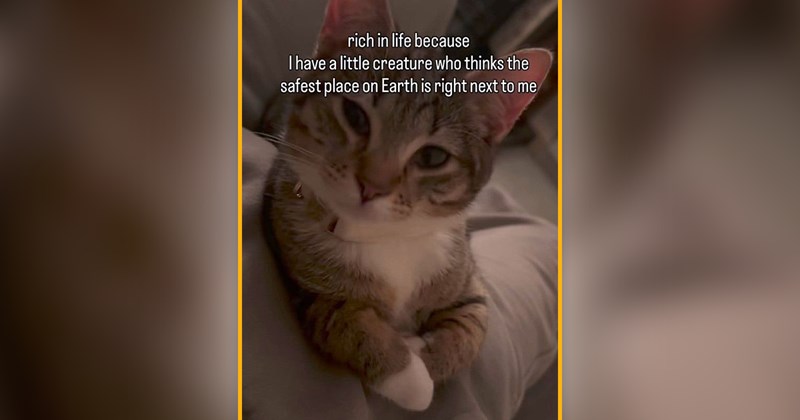 funny and wholesome cat memes | thumbnail includes one meme of an orange kitten 'rich in life because I have a little creature who thinks the safest place on Earth is right next to me'