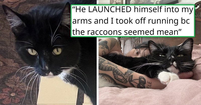 viral thread about someone chasing their escaped cats only for the cat to jump back into their arms when it sees two raccoons | thumbnail includes two pictures including a woman cuddling with a cat and a closeup of a funny black cat 'he LAUNCHED himself into my arms and I took off running bc the raccoons seemed mean'