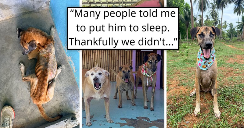 viral thread about an abandoned dog who was rescued and brought to a dog retirement community | thumbnail includes three pictures including a very skinny dog and a blind dog next to other dogs and a happy dog and one tweet 'Many people told me to put him to sleep. Thankfully we didn't'
