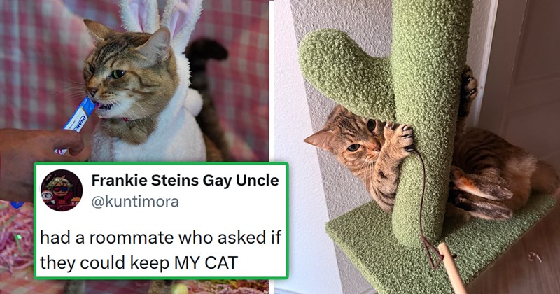 story about a roommate wanting to take her roommate's cat and trying to poison it when she refuses | thumbnail includes two pictures including a cat on a cat tree and a cat in a bunny costume 'Caine @kuntimora had a roommate who asked if they could keep MY CAT'