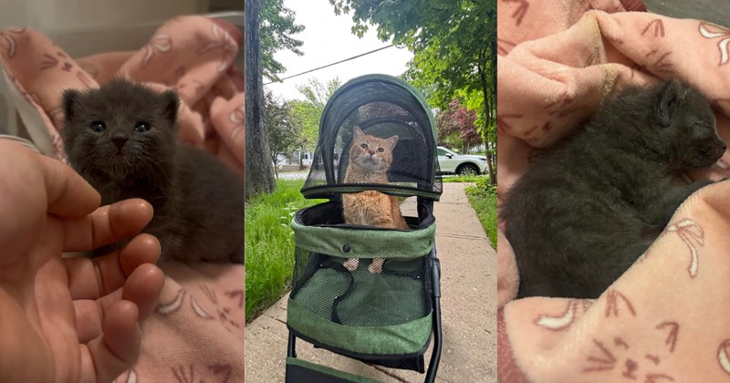 Story and pictures of a gray kitten rescue and cats in strollers | Thumbnail includes two pictures of a gray kitten on a pink blanket and one picture of an orange cat in a green stroller