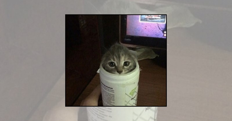 cats in weird places silly cats funny cats cats are weird Cats - 45553157