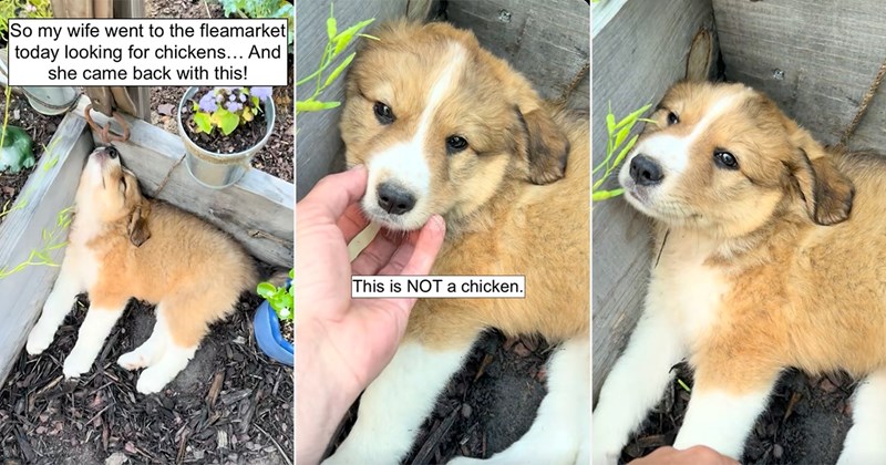 farming humor wholesome roosters dogs puppy farmers chickens animals Animals - 45560069