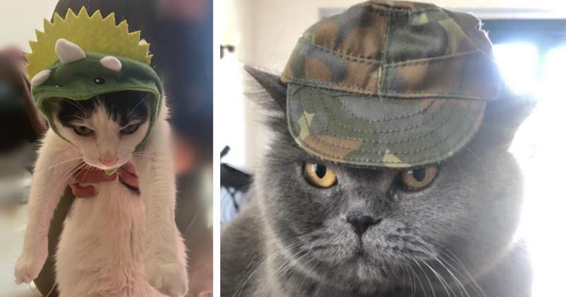 21 Cute Clothed Cat Children Whose Pawrents Will Pay Playing Dress Up | thumbnail includes two images one image shows a white and black cat being held by the chest wearing dinosaur bonnet, the other image shows a gray cat with orange eyes wearing camo cap