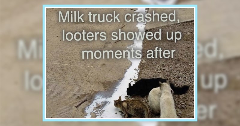 21 Hissterical Memes Pawrents Prepawing Chaotic Caturday | thumbnail includes one image which shows four cats by roadside drinking from river of milk ‘Milk truck crashed, looters showed up moments after’