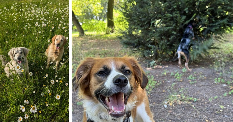 22 Heart-Filling Pics Wandering Puppers Out Walkies | thumbnail includes two images one image shows two cream colored dogs sitting in a field of white flowers, the other image shows a brown and white dog close to camera sitting mouth open and black dog jumping into tree in background