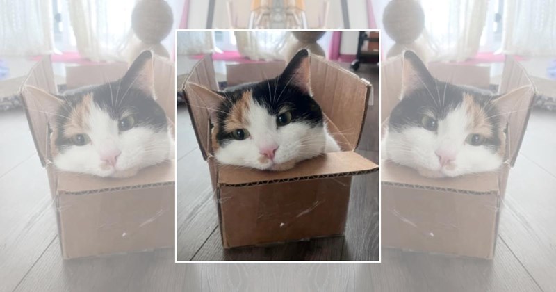 cats in boxes wholesome cats adorable cats cat pictures cute cats funny cats Cats Cats - 45562373