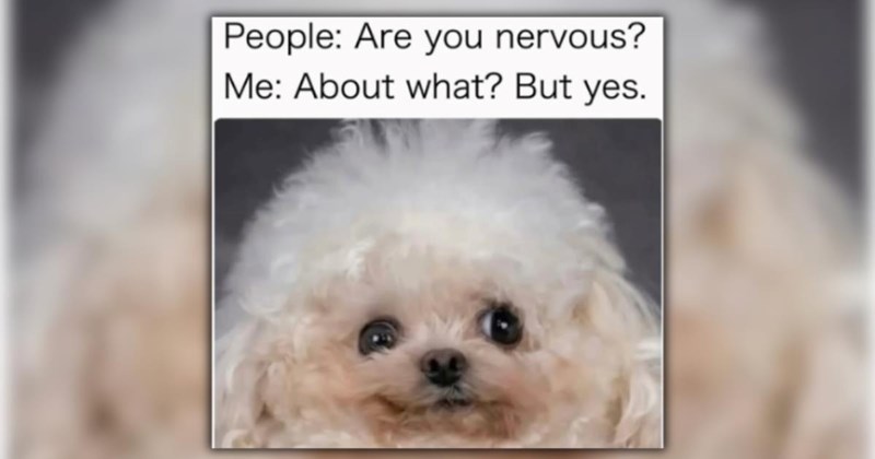 A Mood Boost in the Shape of Relatable Memes for the Average Adult