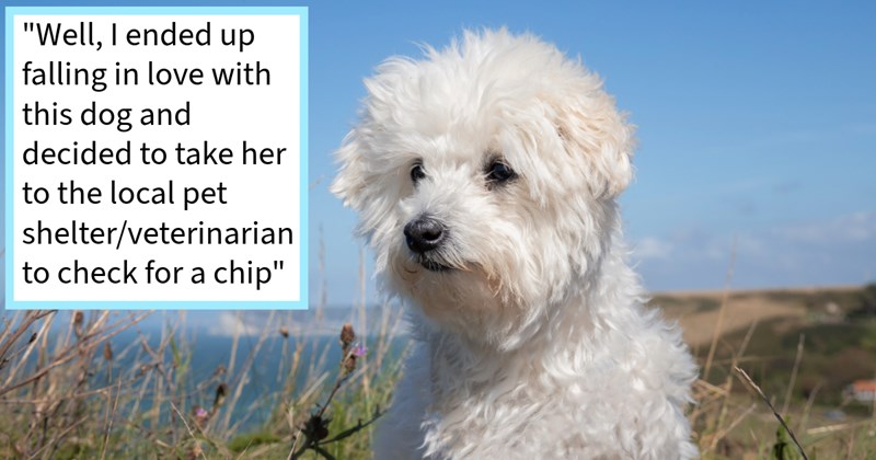 Filthy stray dog begs dog mom for help after neglect left pup underweight with matted fur, she agreed fell love adding four paws her fur family, says: ‘She had been kept in yard since she was puppy, never groomed, fed rarely.’ | thumbnail includes one image which shows a white bichon frise sitting on a cliff above beach ‘“Well, I ended up falling in love with this dog and decided to take her to the local pet shelter/veterinarian to check for a chip”’