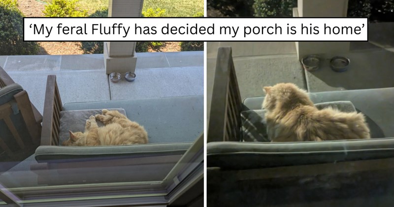 27 pictures of cats and text | thumbnail includes two pictures of cats and one picture of text including '‘My feral Fluffy has decided my porch is his home’' 