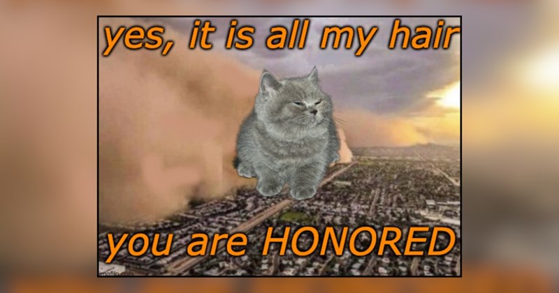 29 cat memes | thumbnail includes one meme and one picture of text including 'yes, it is all my hair you are HONORED' 