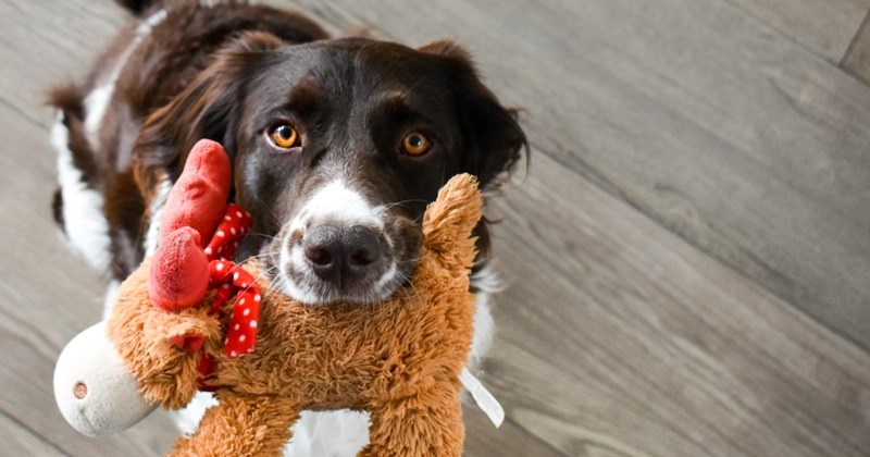 Sweet dog learns that stuffed animals help improve his owner's mood, leading him to give his owner a new toy every time they come home: ‘I can't help but smile’