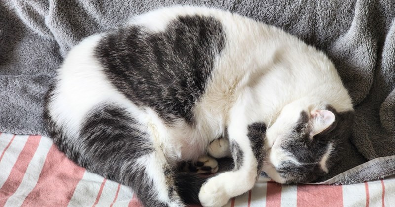 cute cats Cats Cats - 45569797