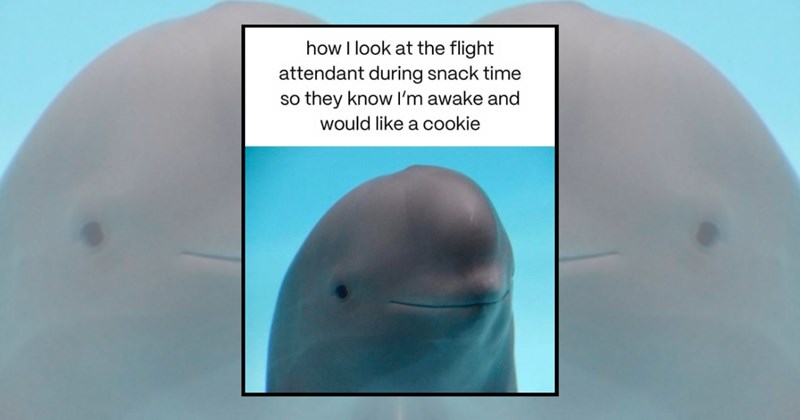 humor wholesome hilarious relatable memes relatable funny memes Memes funny Funny Memes - 45570053