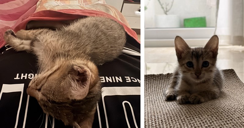 Office worker finds helpless kitten caught in the rain on her way to work, she makes the best impromptu decision she's ever made: '[she's] purring like a tiny engine right on my chest'
